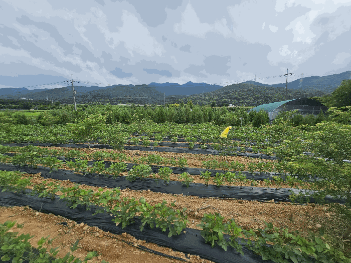 충청북도 충주시 앙성면 마련리 208-1 전 경매 사진 16