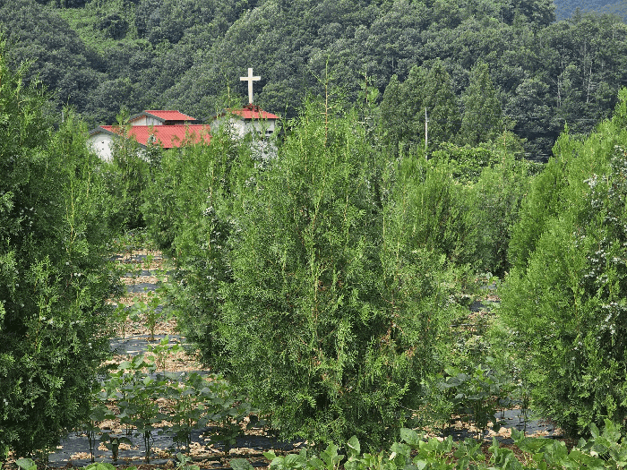 충청북도 충주시 앙성면 마련리 208-1 전 경매 사진 18