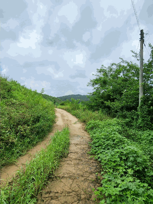 충청북도 음성군 감곡면 단평리 59-3 외 1필지 전 경매 사진 4