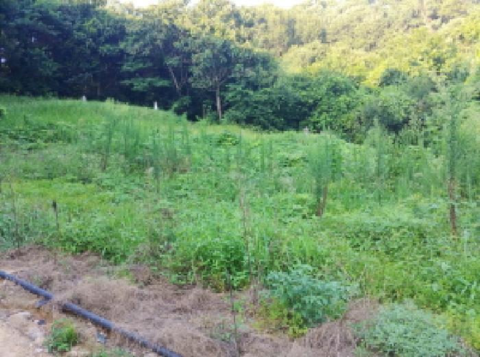 충청남도 금산군 금성면 양전리 522-19 외 2필지 전 경매 사진 17