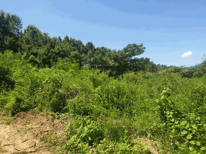 경상북도 칠곡군 북삼읍 오평리 88 전 경매 사진 53