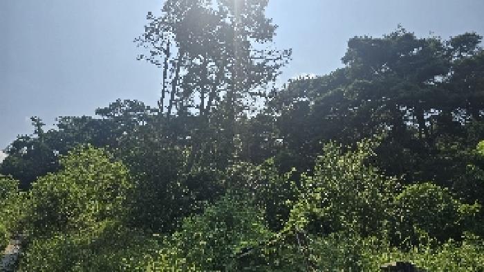 대구광역시 북구 관음동 산61-1 외 1필지 임야 경매 사진 4