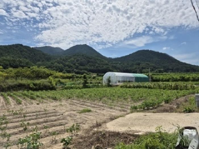 대구광역시 군위군 의흥면 연계리 164-1 답 경매 사진 3