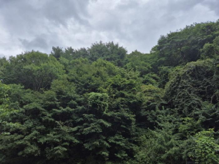 경상북도 영덕군 축산면 조항리 산81 외 2필지 임야 경매 사진 1