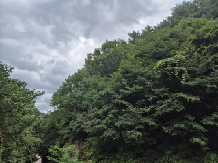 경상북도 영덕군 축산면 조항리 산81 외 2필지 임야 경매 사진 3