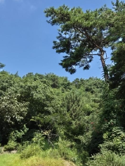 광주광역시 광산구 서봉동 산189-7 외 1필지 임야 경매 사진 3