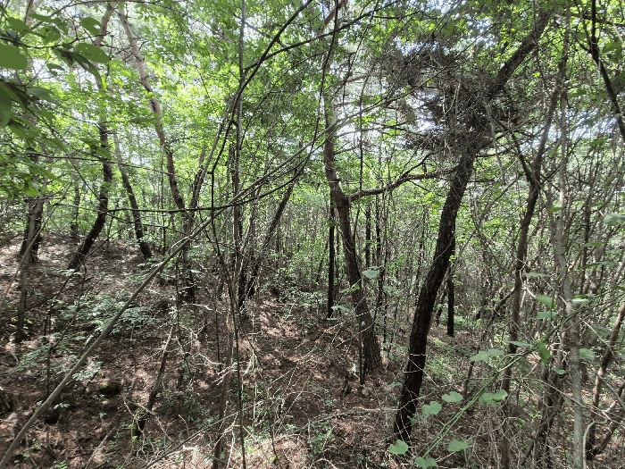 광주광역시 광산구 서봉동 산189-7 외 1필지 임야 경매 사진 5