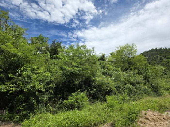 충청북도 제천시 청풍면 단리 산31-12 외 3필지 임야 경매 사진 1