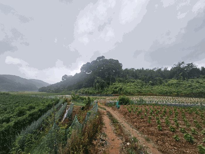 충청북도 제천시 청풍면 단리 산31-12 외 3필지 임야 경매 사진 13