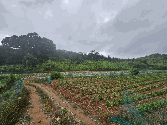 충청북도 제천시 청풍면 단리 산31-12 외 3필지 임야 경매 사진 7