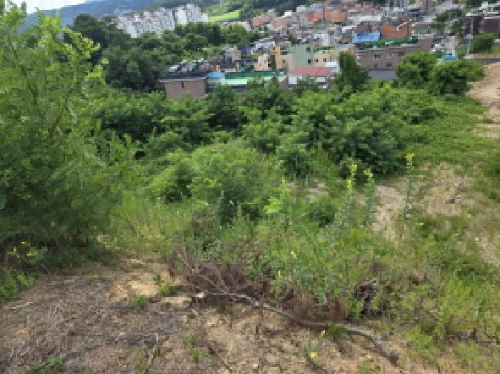 충청북도 제천시 신월동 산15-65 외 9필지 임야 경매 사진 1