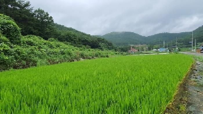 경상남도 창원시 마산합포구 진전면 임곡리 276-1 답 경매 사진 11