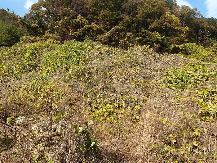 경상북도 김천시 감문면 금곡리 951 외 3필지 전 경매 사진 26