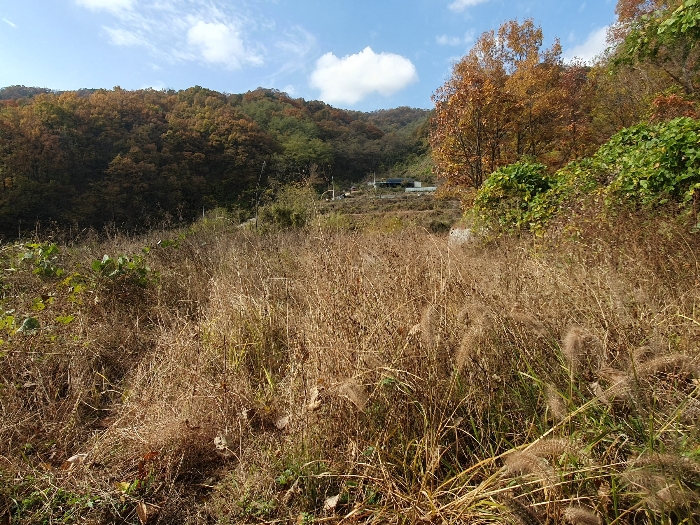 경상북도 김천시 감문면 금곡리 951 외 3필지 전 경매 사진 31