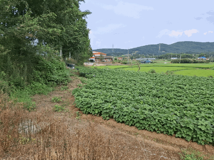충청남도 서산시 음암면 탑곡리 202-2 외 1필지 전 경매 사진 9
