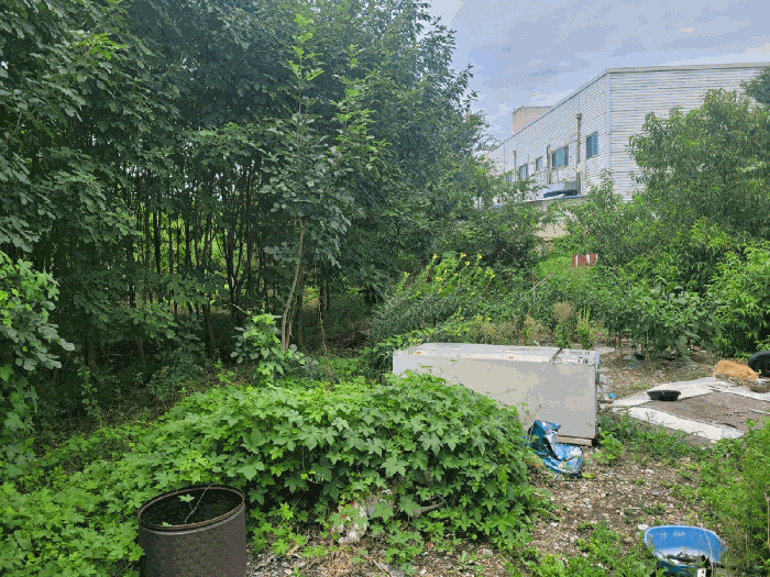 경상북도 영천시 금노동 565-2 외 4필지 답 경매 사진 19