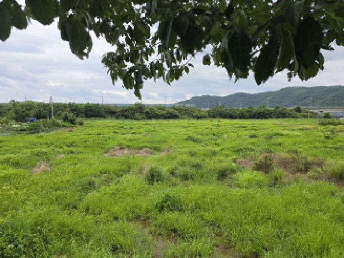 경상북도 영천시 금노동 565-2 외 4필지 답 경매 사진 3