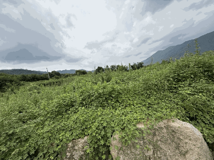 경상북도 경산시 와촌면 강학리 658-6 외 6필지 대지 경매 사진 20