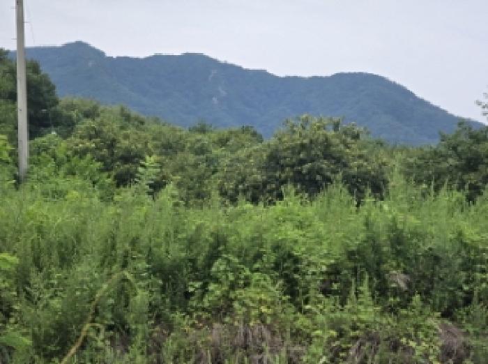경상북도 경산시 와촌면 강학리 658-6 외 6필지 대지 경매 사진 3
