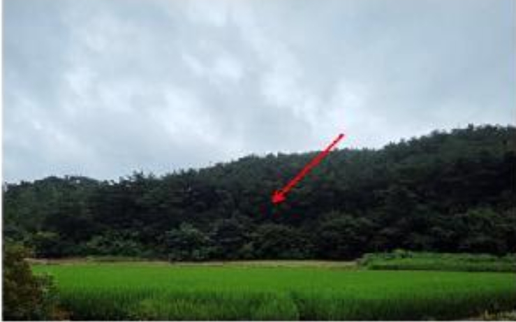 전라남도 함평군 신광면 삼덕리 산72 임야 경매 사진 9
