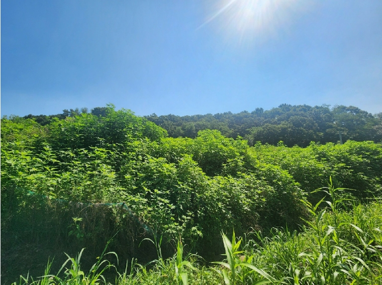 경기도 연천군 왕징면 동중리 산97 외 3필지 임야 경매 사진 6