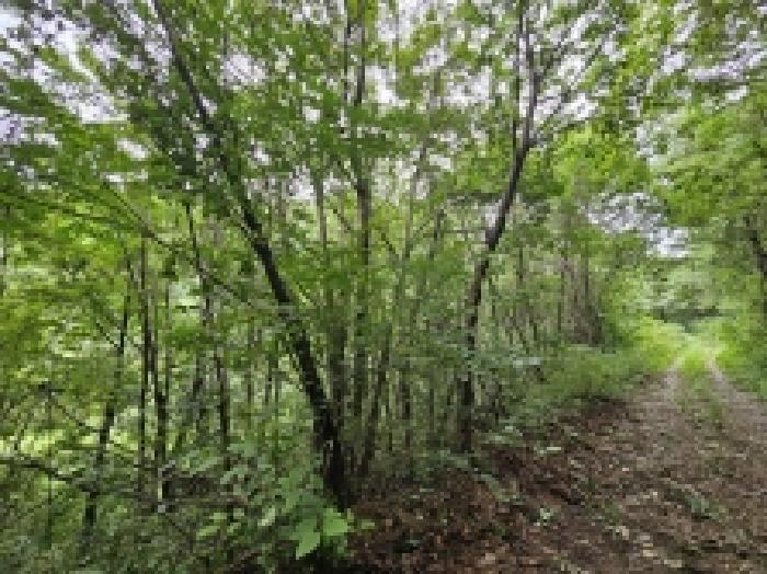 충청북도 제천시 자작동 산18-1 외 5필지 임야 경매 사진 11