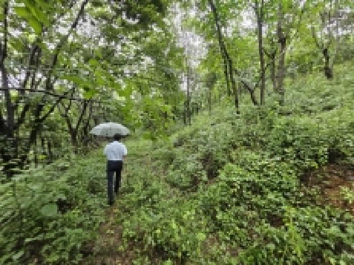 충청북도 제천시 자작동 산18-1 외 5필지 임야 경매 사진 13