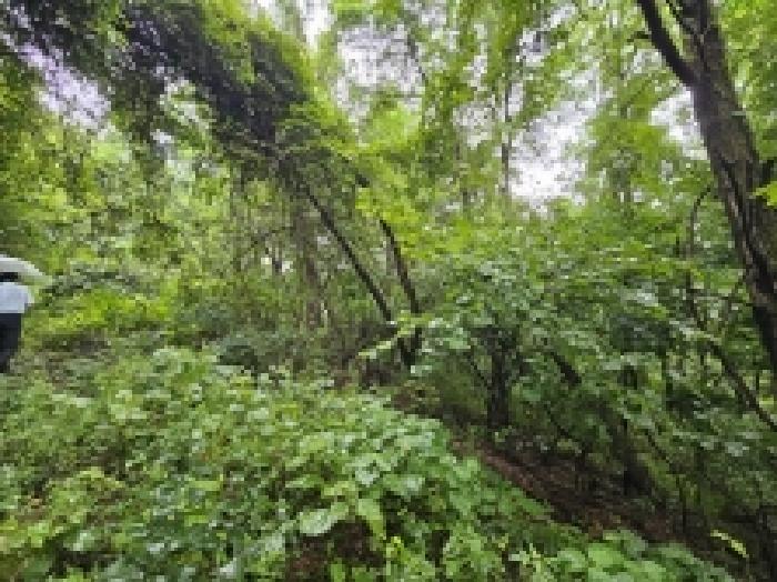 충청북도 제천시 자작동 산18-1 외 5필지 임야 경매 사진 14