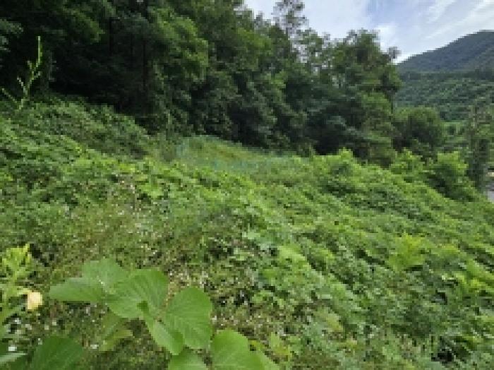 충청북도 제천시 자작동 산18-1 외 5필지 임야 경매 사진 32