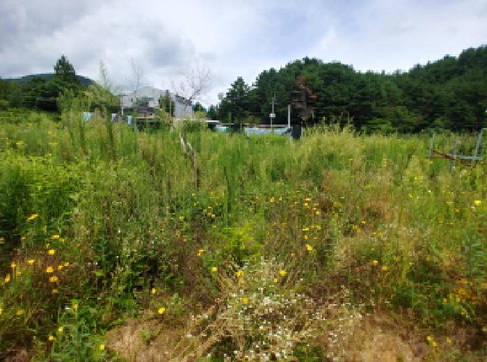 충청남도 금산군 금산읍 양지리 246-1 외 1필지 답 경매 사진 36