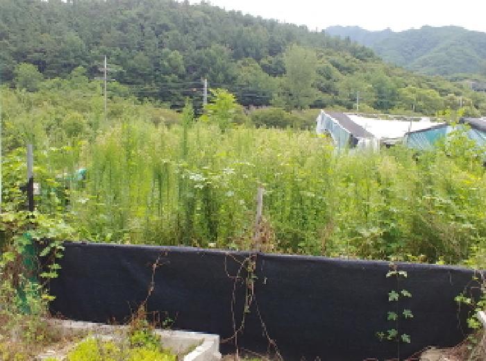 충청남도 금산군 금산읍 양지리 246-1 외 1필지 답 경매 사진 43