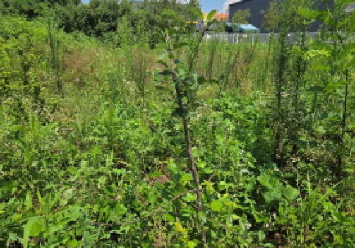 충청남도 천안시 서북구 성환읍 율금리 500 과수원 경매 사진 20