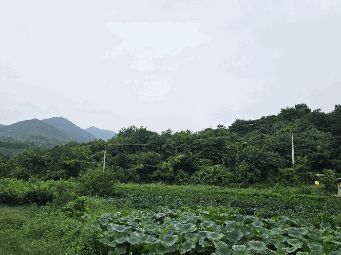 경상북도 청도군 금천면 갈지리 산59 임야 경매 사진 21