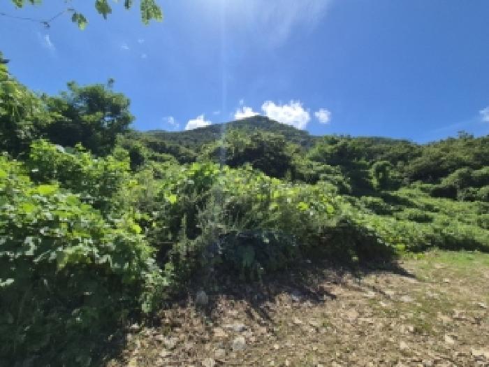 경상북도 경주시 율동 954-20 외 8필지 과수원 경매 사진 2