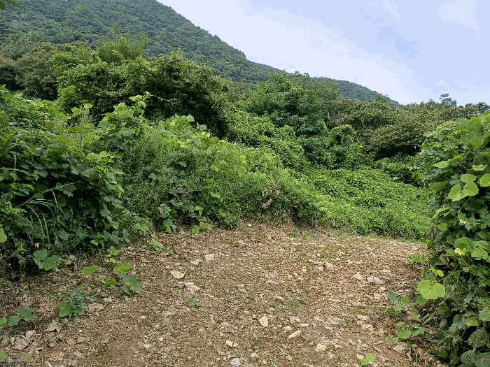경상북도 경주시 율동 954-20 외 8필지 과수원 경매 사진 21