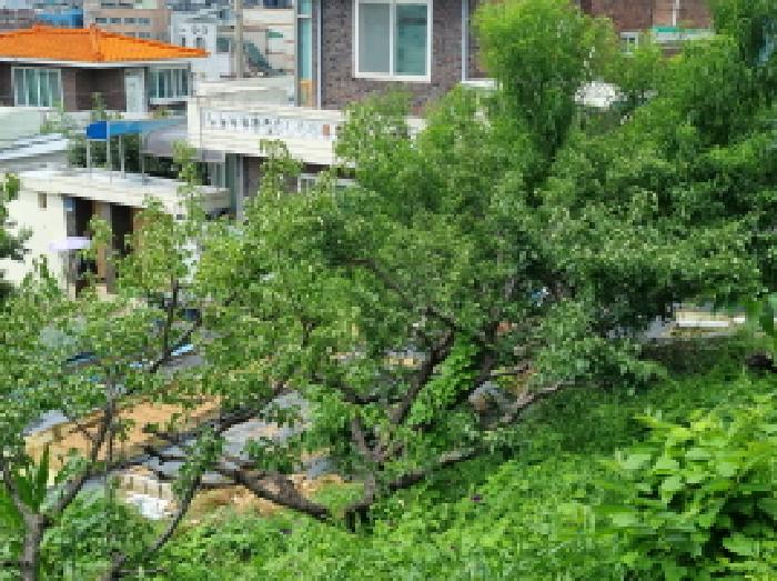 대전광역시 동구 판암동 793 외 1필지 전 경매 사진 14