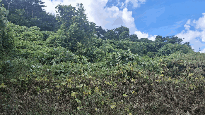 충청남도 예산군 덕산면 대치리 85-6 외 5필지 임야 경매 사진 18