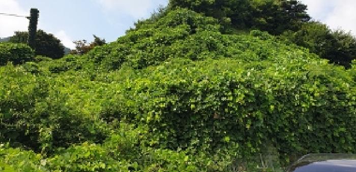 충청남도 예산군 덕산면 대치리 85-6 외 5필지 임야 경매 사진 8
