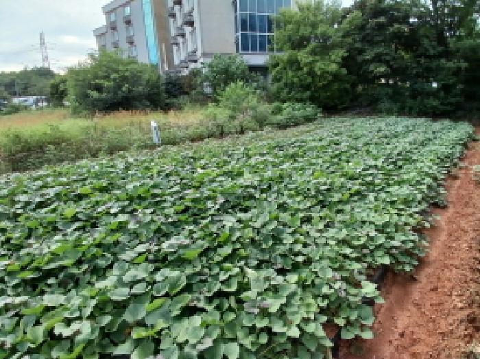 충청남도 당진시 석문면 교로리 794-1 외 4필지 답 경매 사진 2