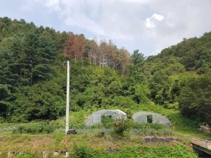 강원특별자치도 춘천시 신동면 혈동리 산199 임야 경매 사진 19