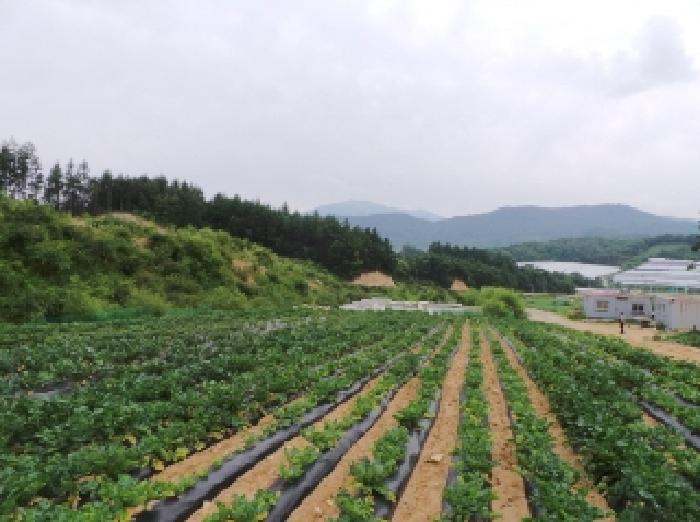 강원특별자치도 평창군 대관령면 용산리 362-16 외 13필지 임야 경매 사진 1