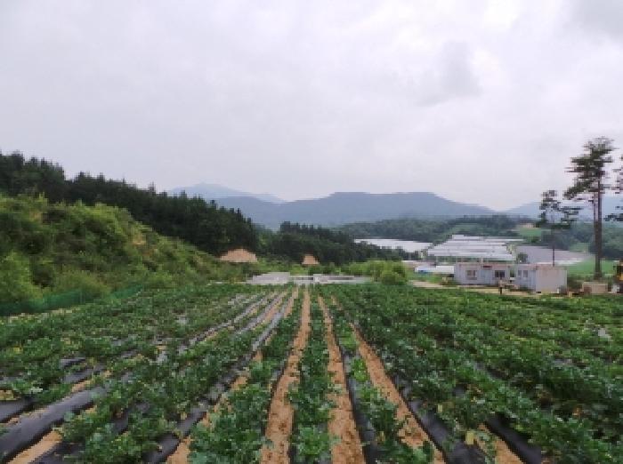 강원특별자치도 평창군 대관령면 용산리 362-16 외 13필지 임야 경매 사진 2