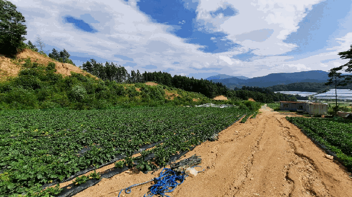강원특별자치도 평창군 대관령면 용산리 362-16 외 13필지 임야 경매 사진 10
