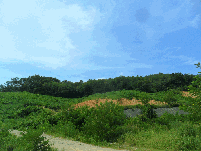 경상북도 경주시 현곡면 래태리 산189-1 외 3필지 임야 경매 사진 3