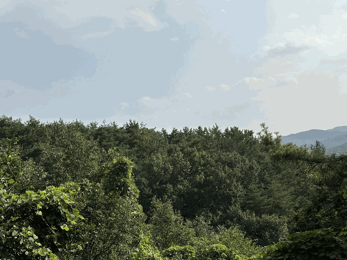 경상남도 진주시 미천면 어옥리 산136 임야 경매 사진 7