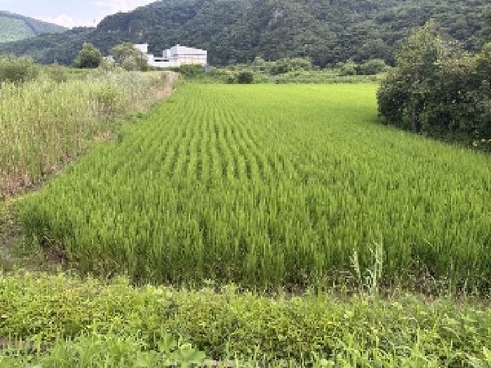 충청북도 괴산군 연풍면 갈금리 162-1 답 경매 사진 9