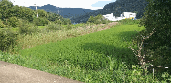 충청북도 괴산군 연풍면 갈금리 162-1 답 경매 사진 10