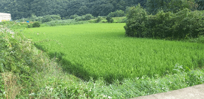 충청북도 괴산군 연풍면 갈금리 162-1 답 경매 사진 13