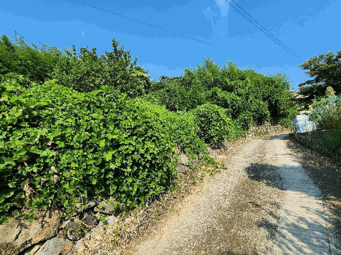 경상남도 거제시 일운면 옥림리 135 전 경매 사진 11