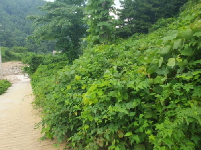 경기도 가평군 조종면 마일리 46 외 14필지 대지 경매 사진 25